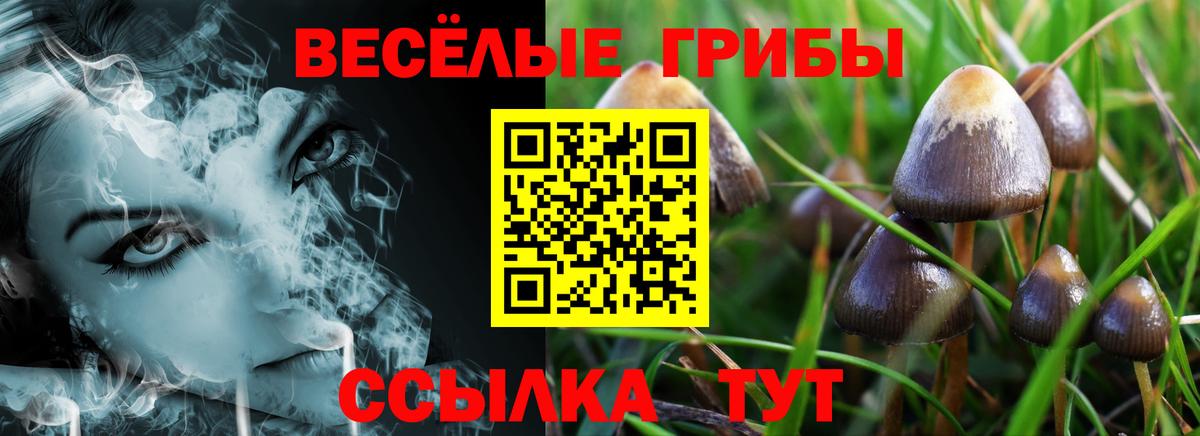 Галлюциногенные грибы Psilocybe Наро-Фоминск